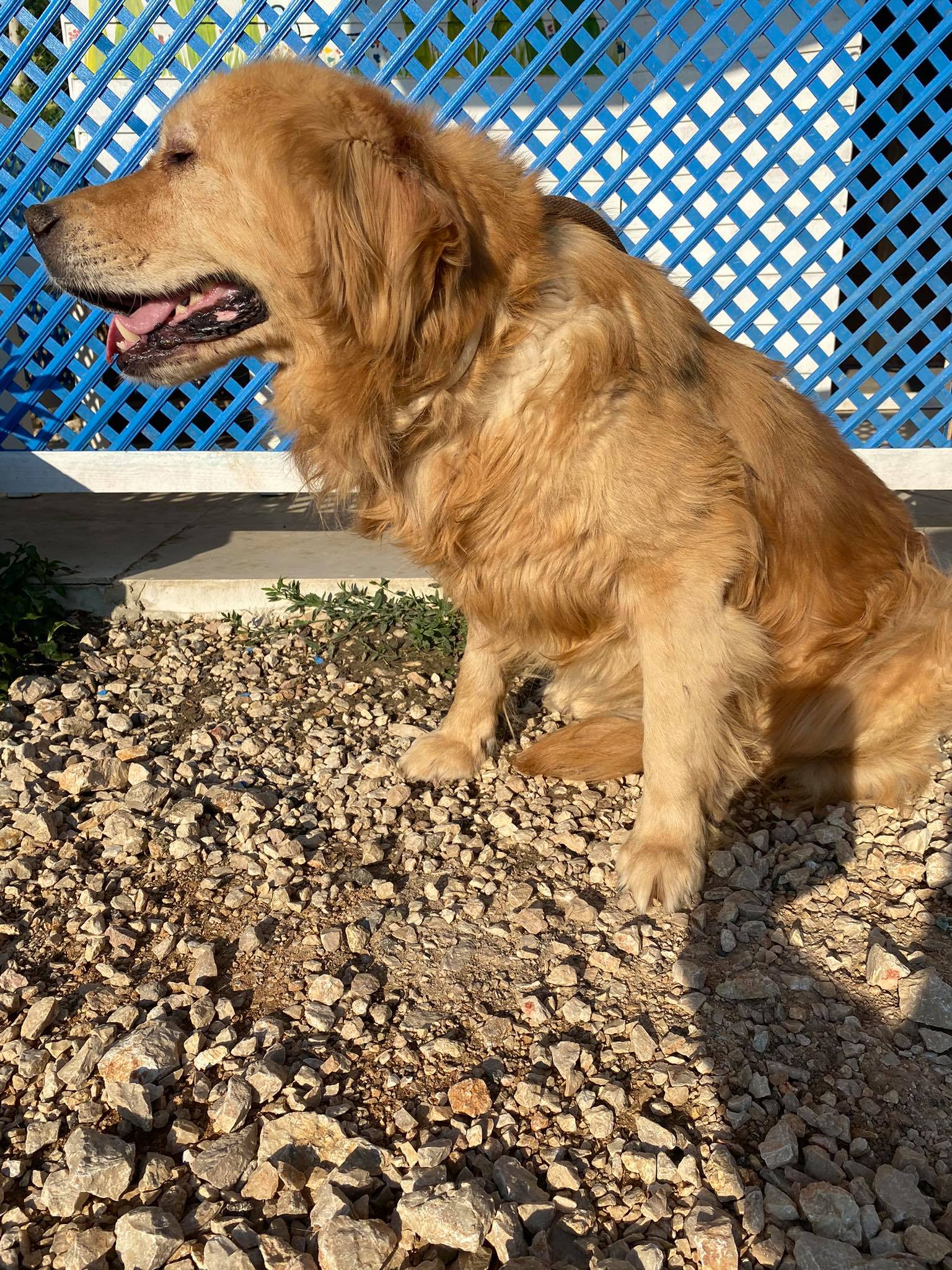 *ADOPTED* <br> Wisdom